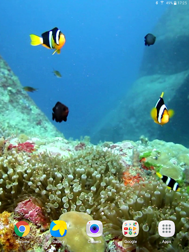 Colorful Fishes Live Wallpaper