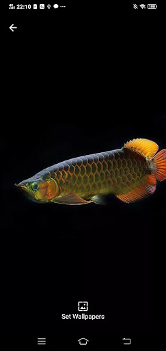 Arowana Fish Simple Wallpapers Screenshot 2 - AppWisp.com