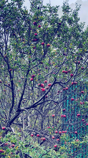 Maça Wallpaperss Screen 2