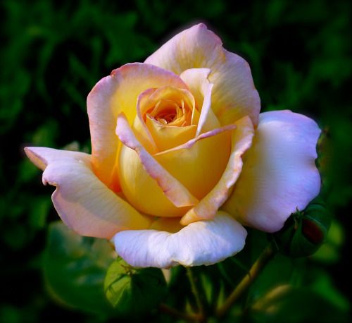 Beautiful roses Screen 2