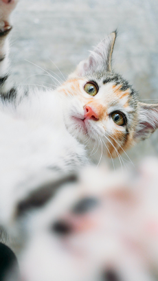 かわいい猫の壁紙 - かわいい猫の写真のおすすめ画像2