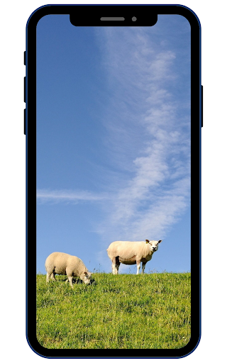 Android application Sheep Wallpapers screenshort