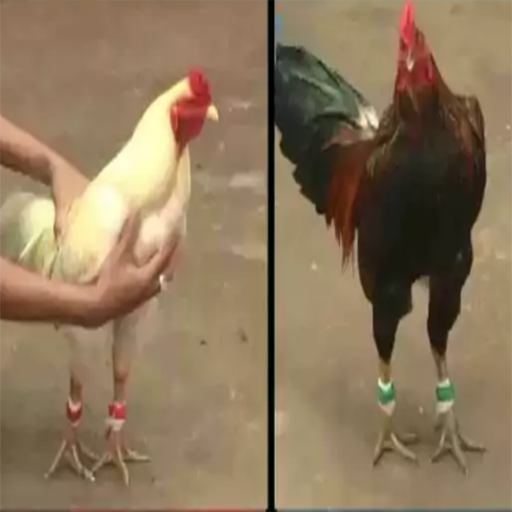 SV388 Đấu Trường Thomo