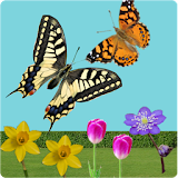 C.Butterfly spring flower free icon