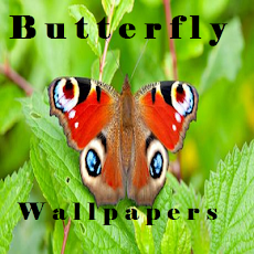 Butterfly Wallpapersのおすすめ画像1