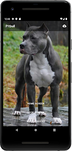 Pitbull Dogs Wallpaper HD 2023