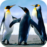 Penguin Live Wallpaper icon