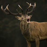 Deer sounds - Ringtone,Alarm & Notification Sound