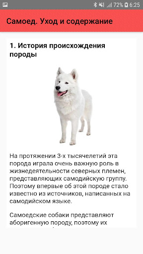 Самоед. Уход и содержание