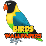 Birds Wallpapers HD icon