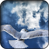 Seagull Wallpapers icon