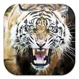 Tigers Live Wallpapers icon