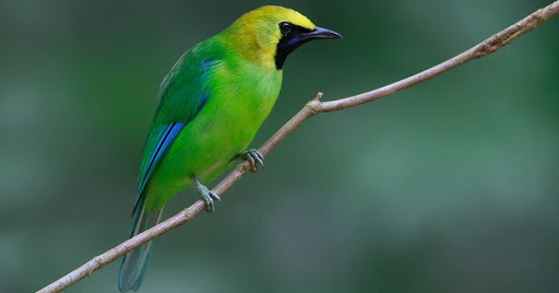 Master Kicau Cucak Ijo MP3