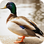 Cover Image of Tải xuống Duck Sounds 1.4 APK