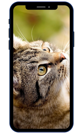 Cat Wallpapers Screen 2