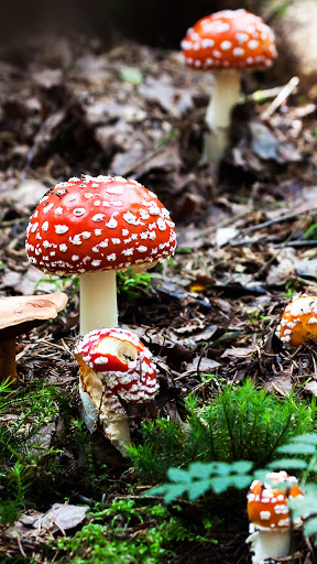 Android application fungus wallpaper screenshort