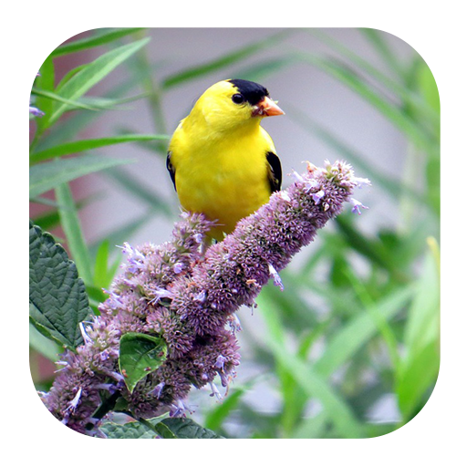 Goldfinch Sounds logo