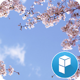 Cherry Blossom and You Theme icon