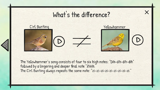 BirdLingo Europe Screenshot