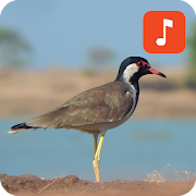 Red-wattled lapwing Bird Sounds