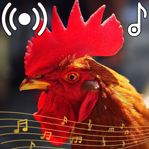 Аудио петуха. Картинки на звук петух. Звук петуха. Rooster Sounds.