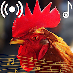Cover Image of Télécharger Rooster Sounds Ringtone  APK