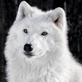 arctic wolf wallpapers icon