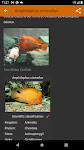 screenshot of Aquarium fish
