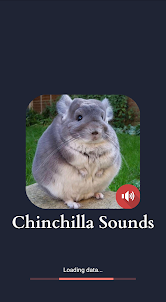 âm thanh chinchilla