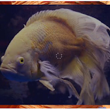 oscar fish contest icon