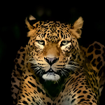 Cover Image of Download Wild Animals Wallpapers  APK