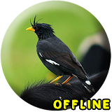 Suara Burung Jalak Kebo MP3 - Jalak Kebo Gacor icon