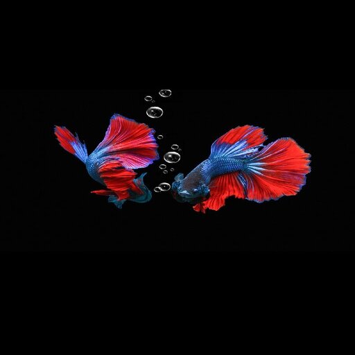 Betta Fish Wallpapers logo