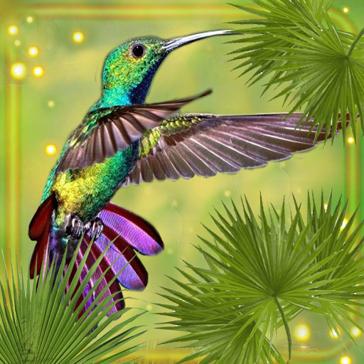 Hummingbird Cute Colibry