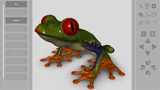 3D Frog Skeleton Unknown
