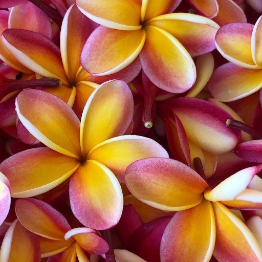Plumeria Wallpapers logo