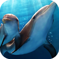 Dolphin Wallpapers backgrounds hd
