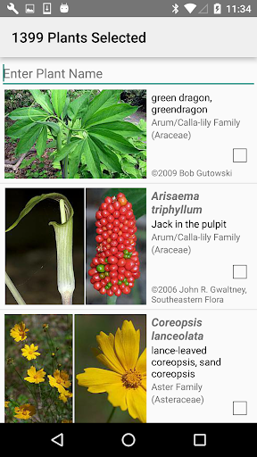 East Texas Wildflowers Screen 2