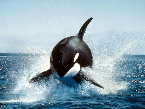 クジラ壁紙 魚の壁紙 By Super Hd Wallpapers Google Play 日本 Searchman アプリマーケットデータ