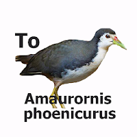 Amaurornis Sound