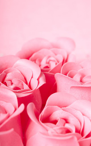 Pink Rose Live Wallpaper