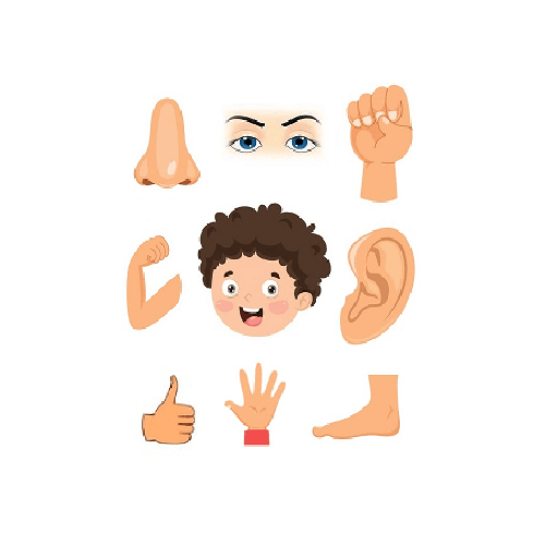 kids human body parts learning Auf Windows herunterladen