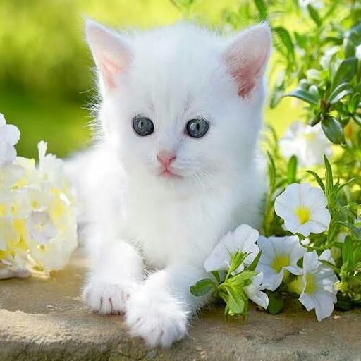 Kittens and flowers logo