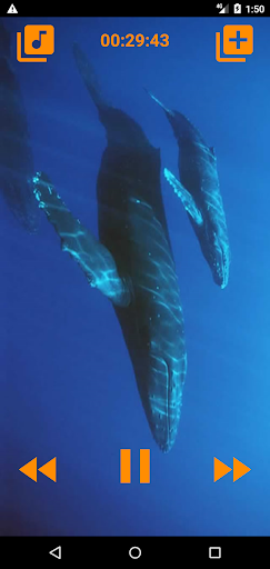 Whales songs to sleep Screen 3