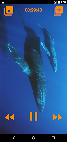 眠りにクジラの歌のおすすめ画像3