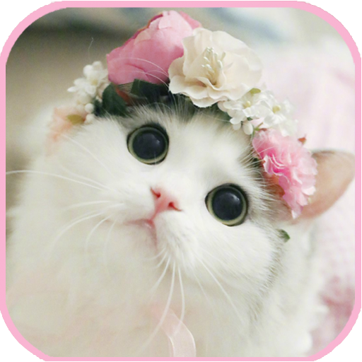 cat Wallpapers - cute kitten i - Ứng dụng trên Google Play