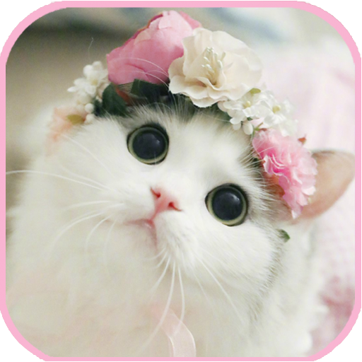 cat Wallpapers - cute kitten i - Apps on Google Play