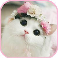 Cat Wallpapers - cute kitten images