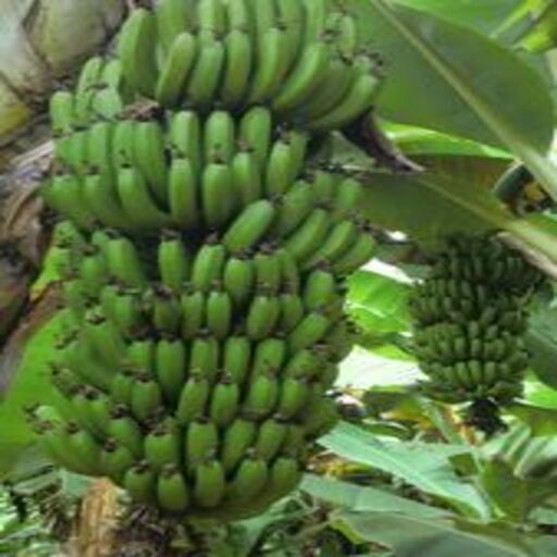 KALRO New Banana Varieties logo