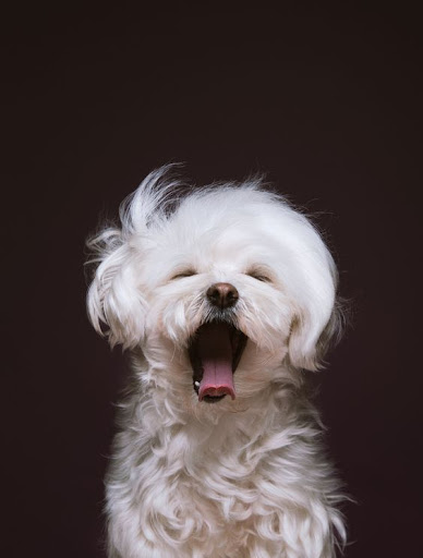 Maltese Dog Wallpapers Screen 2